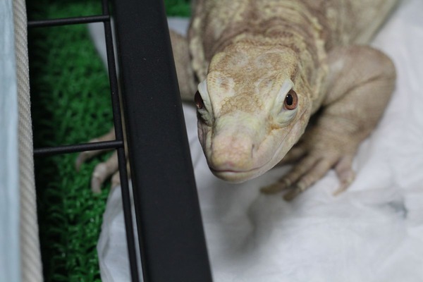 サルバトールモニターのアルビノ、オオトカゲの風格です