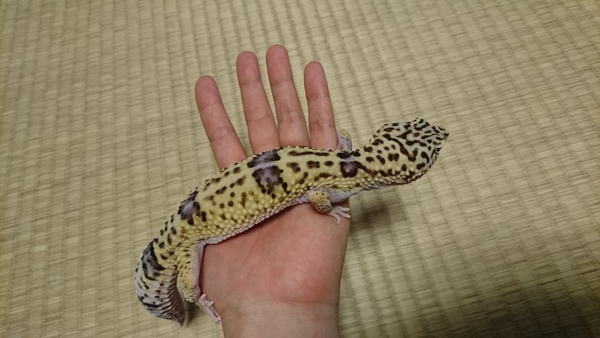 大きく育て、オバケトカゲモドキ