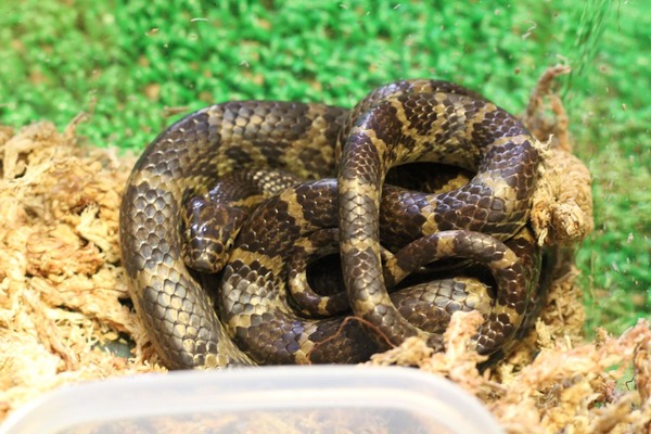 サキシママダラ、全体像