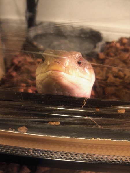 家に来た当初のキタアオジタトカゲ、アップ