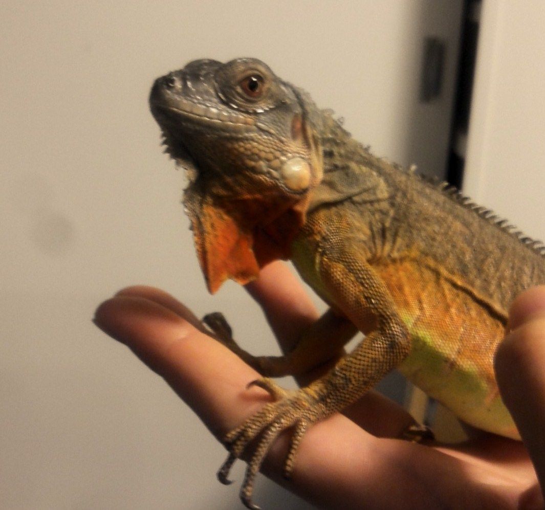 ダニの駆除方法 とげ男の毎日