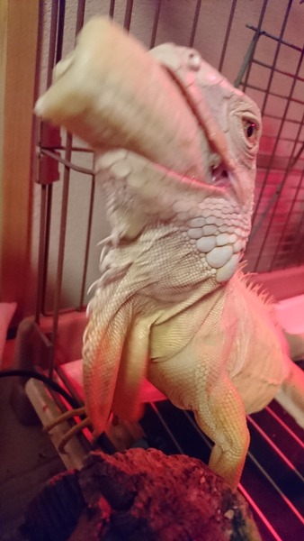 アルビノイグアナ、ブンッ