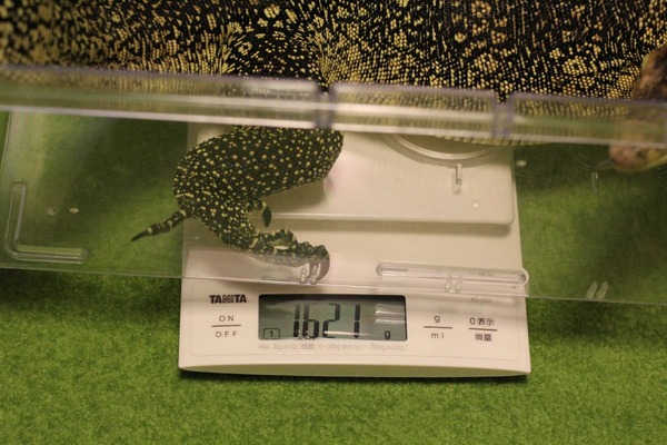 サルバトールモニター、5月26日の体重測定です
