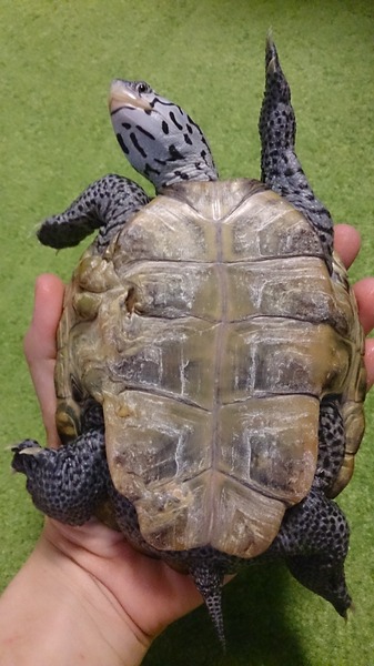 ダイヤモンドバックテラピン、治療後です