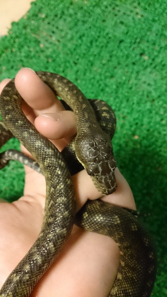 モルカンパイソン頭部から腹部へかけて
