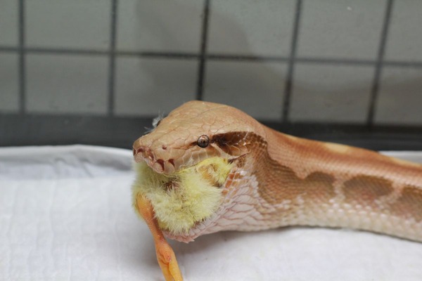 アルビノマラヤンブラッドパイソン、食餌中です