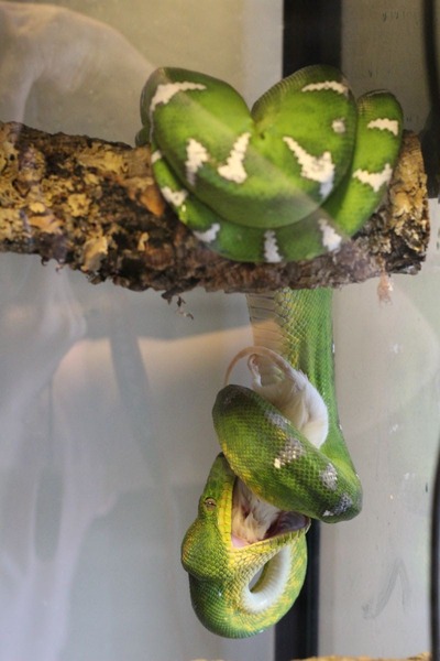 マウスを呑み込んでいくエメラルドツリーボア