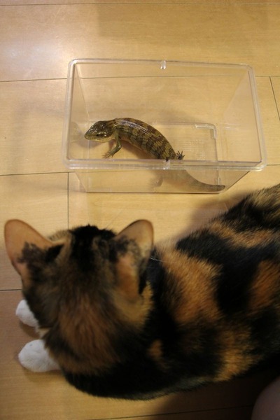 キメラアオジタトカゲと猫