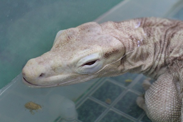 アルビノサルバトールモニター、入浴中2