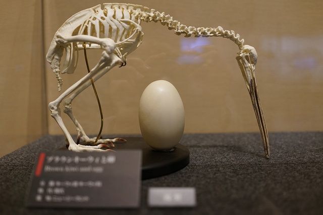 恐竜の卵 恐竜誕生に秘められた謎 展 11 東谷文庫