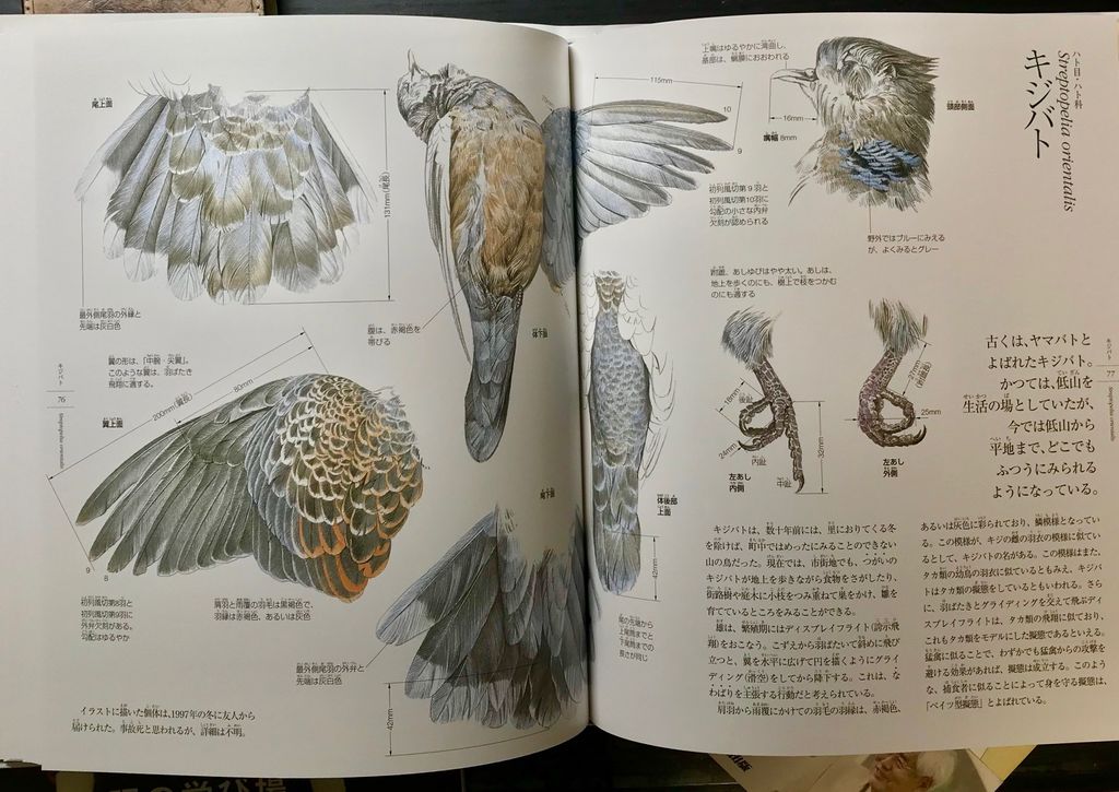 鳥の形態図鑑 - おとちゃんノート