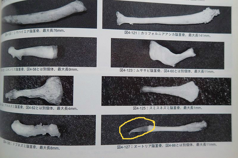 東谷文庫
	  オチンチンに骨