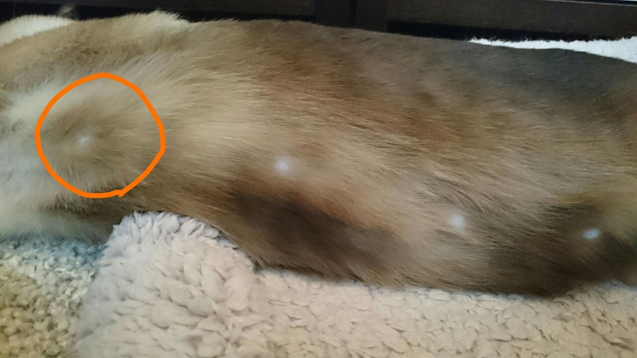 猫の乳首数 うるるとさららの猫ライフ 猫の乳首数 うるるとさららの猫ライフ