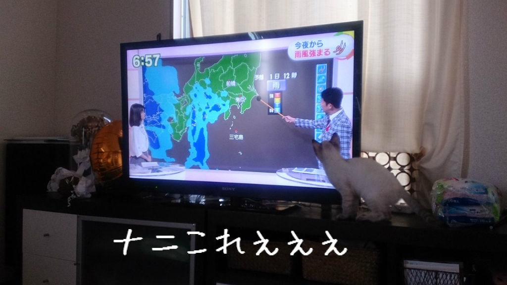 天気予報の指し棒が気になる猫 うるるとさららの猫ライフ