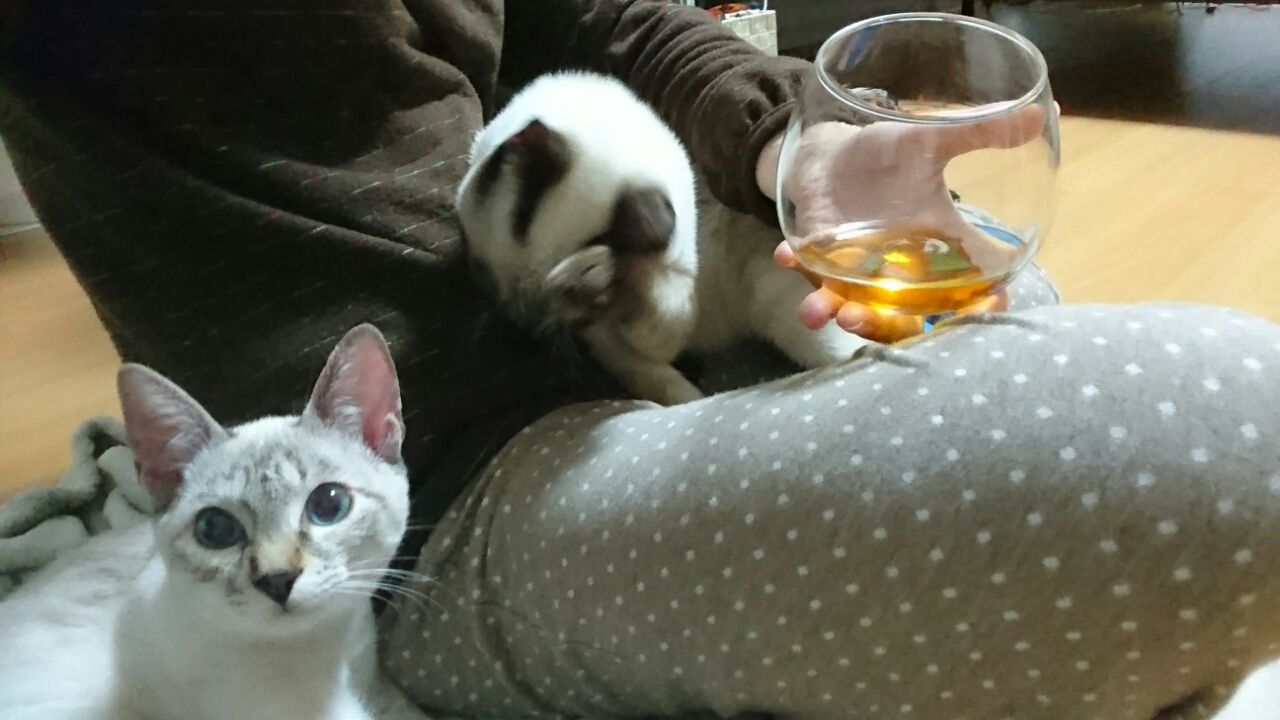 ペルシャ猫とブランデー うるるとさららの猫ライフ ペルシャ猫とブランデー うるるとさららの猫ライフ