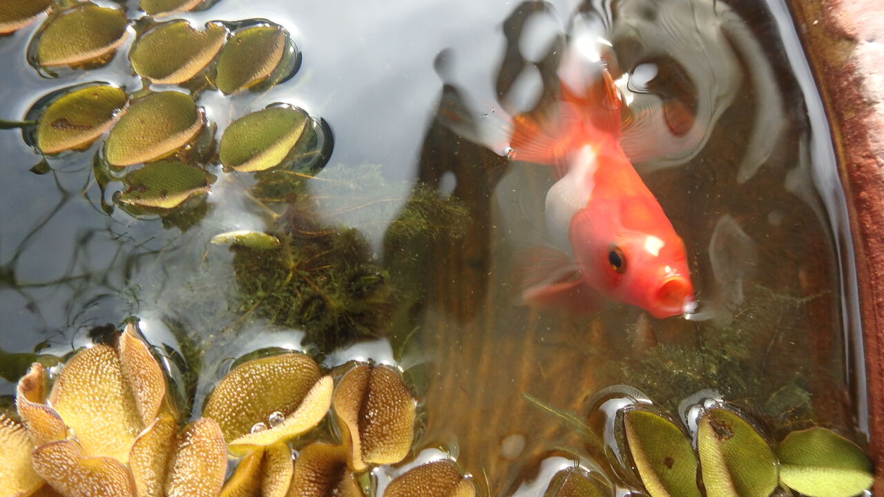 フィルターなしエアレーションなしで金魚を睡蓮鉢飼育中 温泉大好きめぐり旅 ２