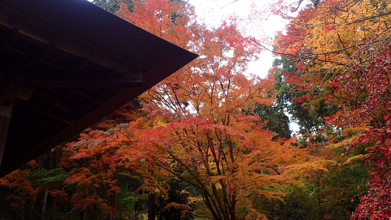 兵庫の紅葉めぐり 丹波篠山紅葉三選 温泉大好きめぐり旅 ２