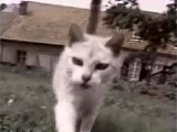 Funny Cats