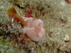 ｶｴﾙｱﾝｺｳの産卵って Truesmile 絆 By Ururu Diving Club