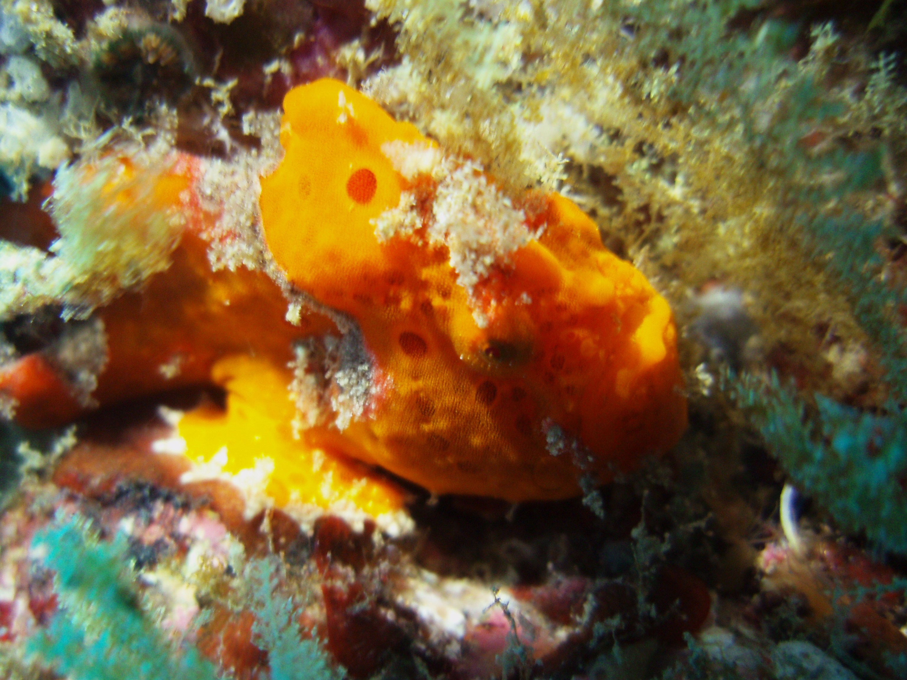 ｶｴﾙｱﾝｺｳの産卵って Truesmile 絆 By Ururu Diving Club