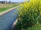 田園の中で菜の花