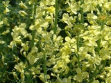 キャベツの花