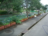 植え替え完了