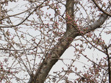 桜色づく