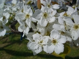 梨の花