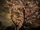 名残惜しい夜桜1
