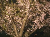 名残惜しい夜桜2