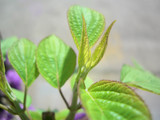 新芽