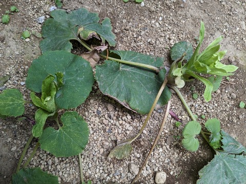 PXL_20240218_045951508