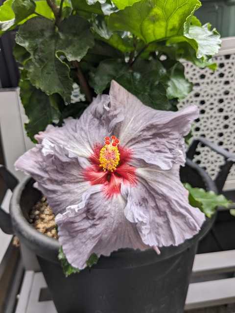 PXL_20240701_235716184