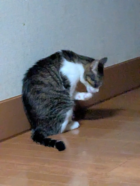 PXL_20260715_102226736.MP