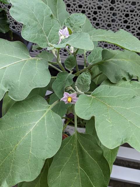 PXL_20240701_235721803