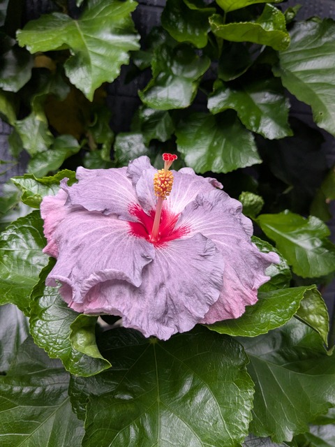 PXL_20250810_225039696