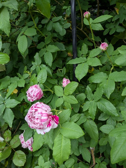PXL_20260506_043234114
