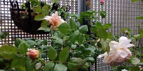 IMG_20210428_145954