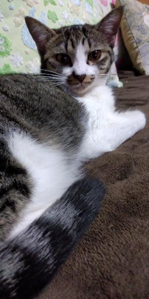 17129