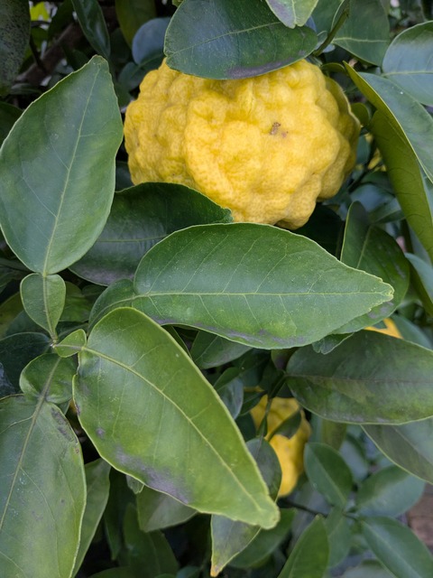 PXL_20251107_051919725.MP