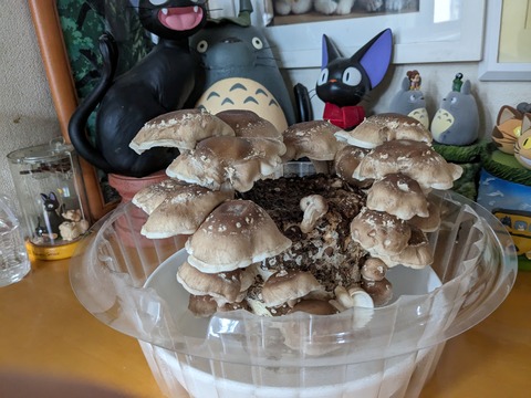 PXL_20231224_000625360