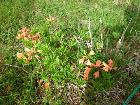 P1050718