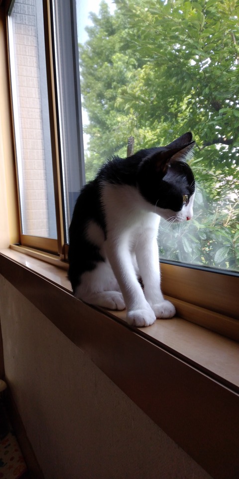 IMG_20200809_074434