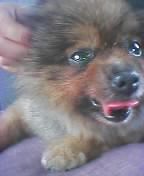 チャアミィV(^-^)V