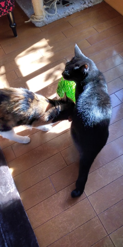 IMG_20221031_093243