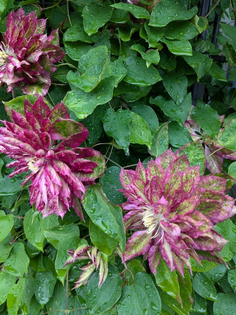 PXL_20260501_043831891