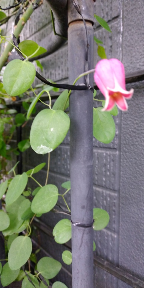 IMG_20200509_141000