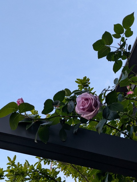 PXL_20260417_072628619