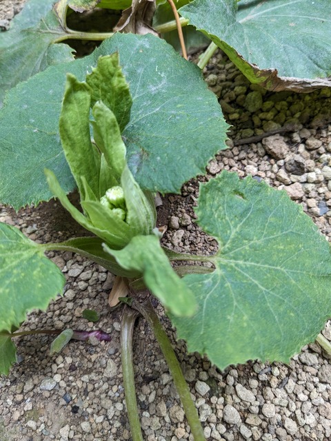 PXL_20240218_045956521